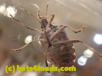 /home//u458753944/public_html/sourcegallery////////Insects and small critters/aphids cicadas lanternflies and true bugs (Hemiptera)/PC250088.JPG